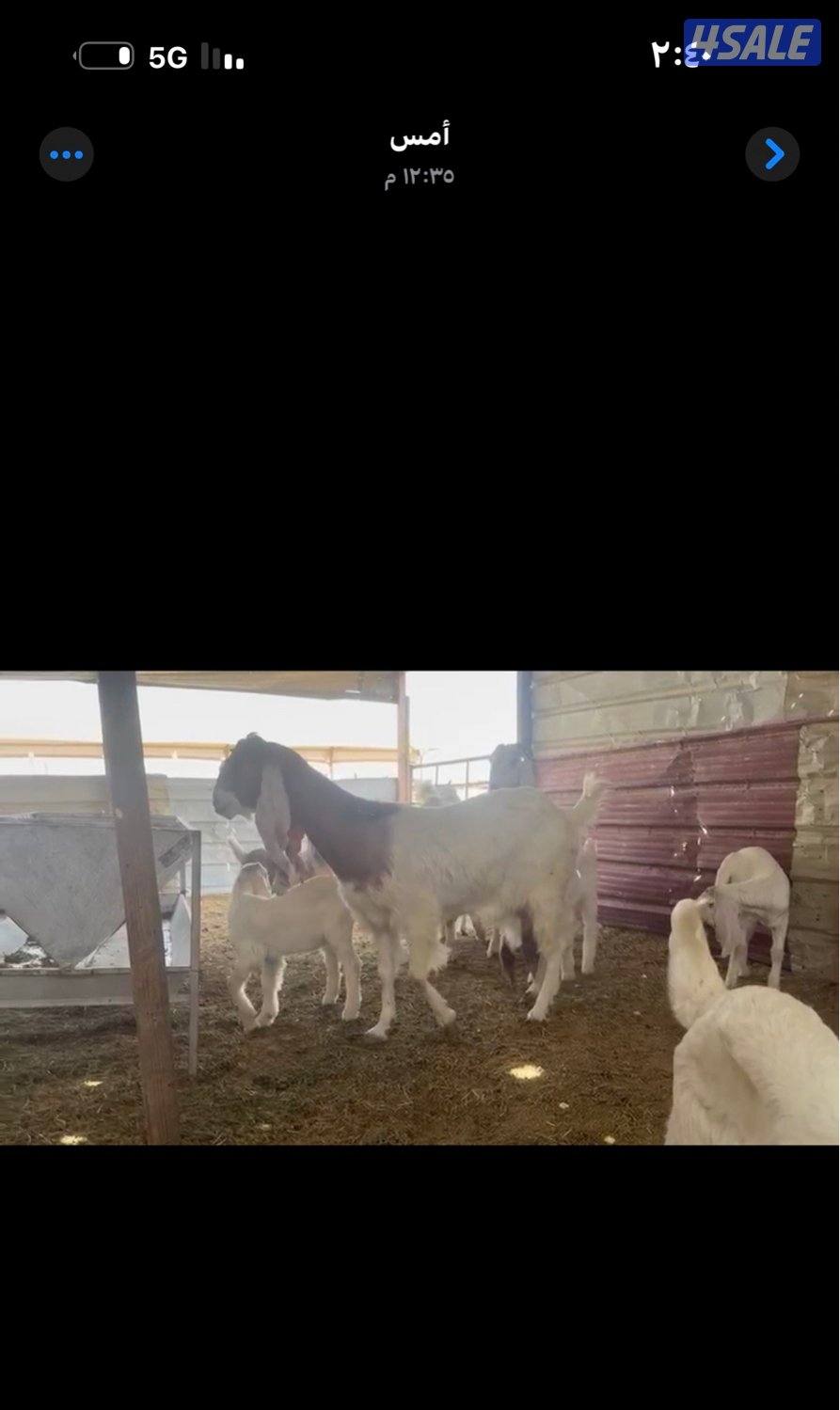 مطافيل ضرايب خصم الخصم اتوام شرط روح7