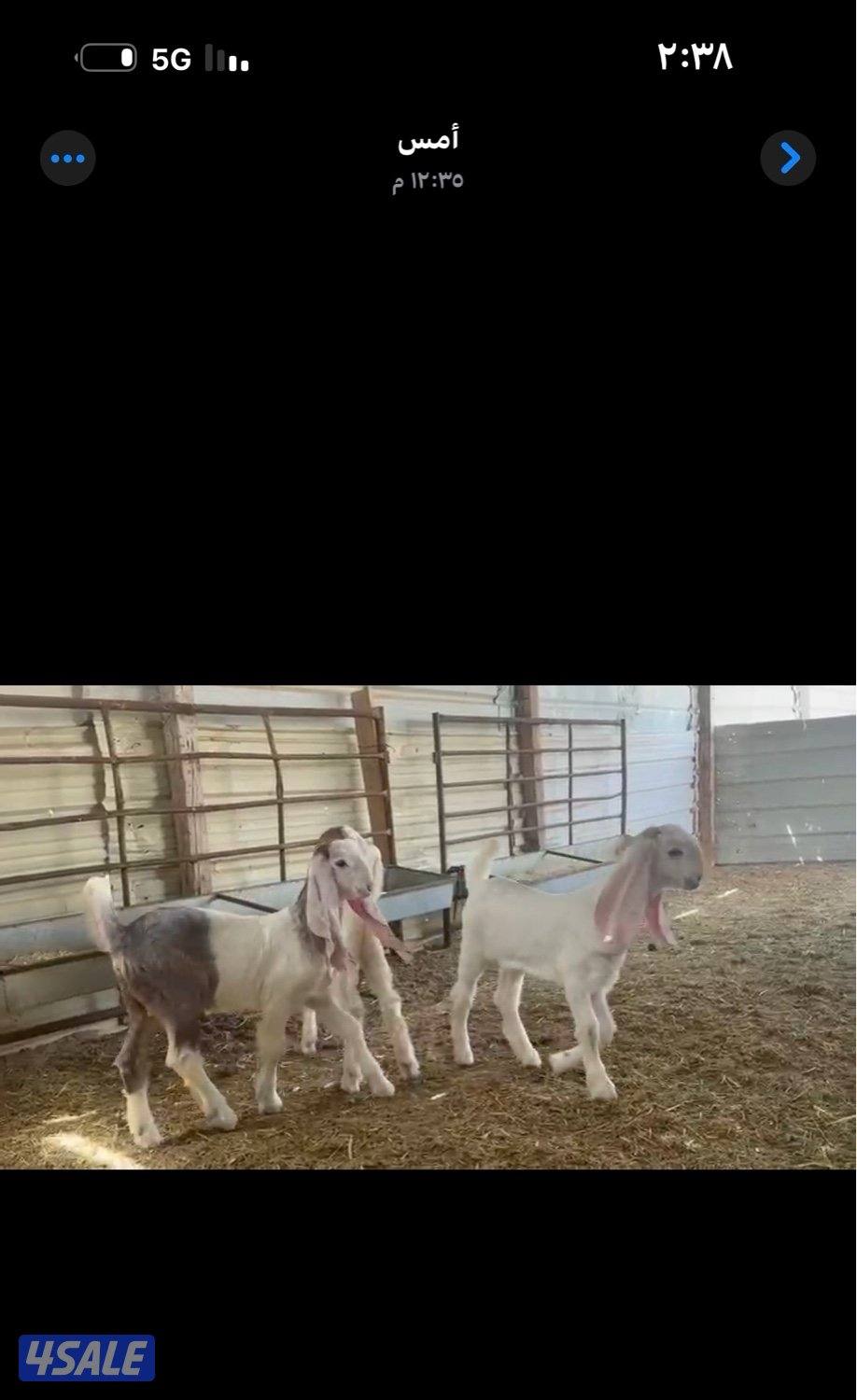 مطافيل ضرايب خصم الخصم اتوام شرط روح8