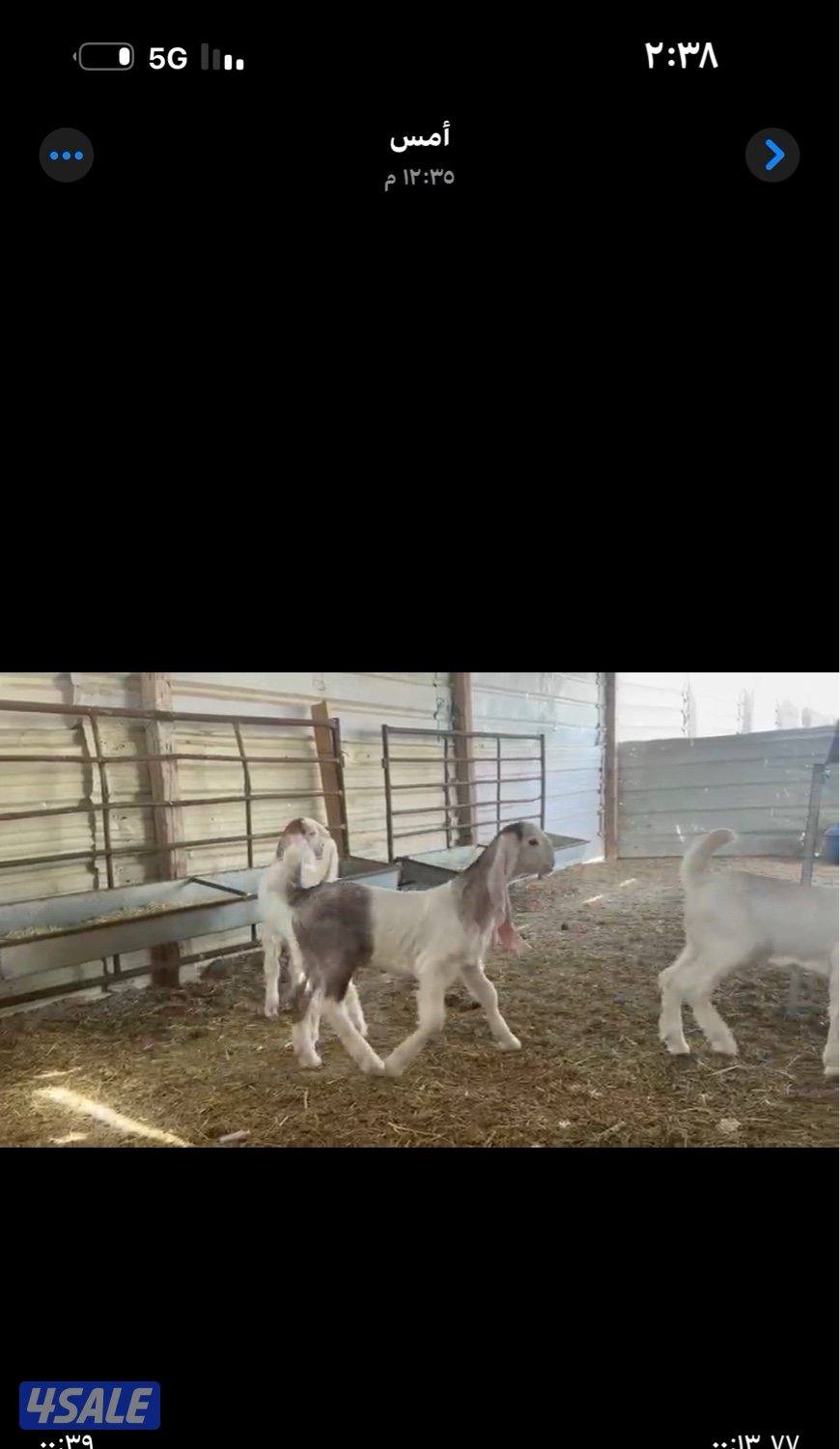 مطافيل ضرايب خصم الخصم اتوام شرط روح11