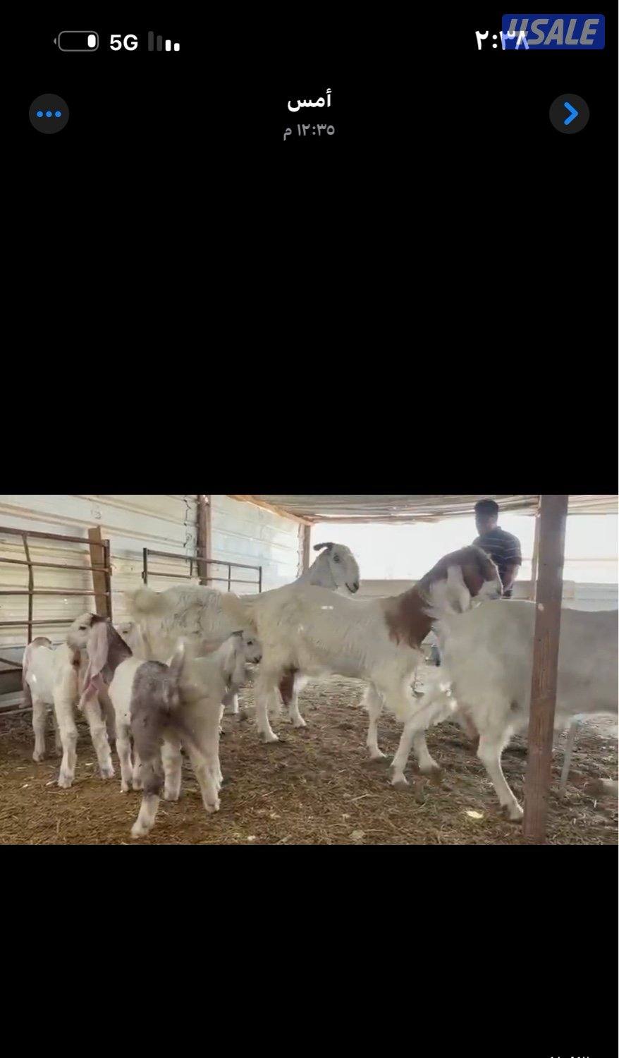 مطافيل ضرايب خصم الخصم اتوام شرط روح15