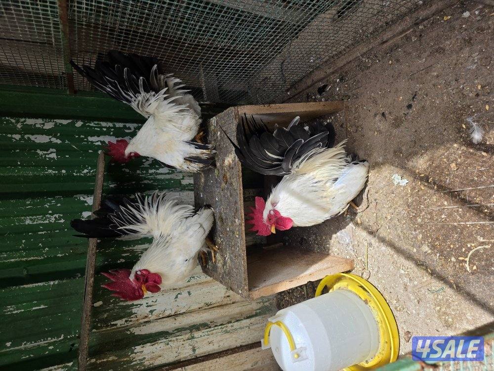 للبيع عدد ٣ دياجه زاحف تايلندي0