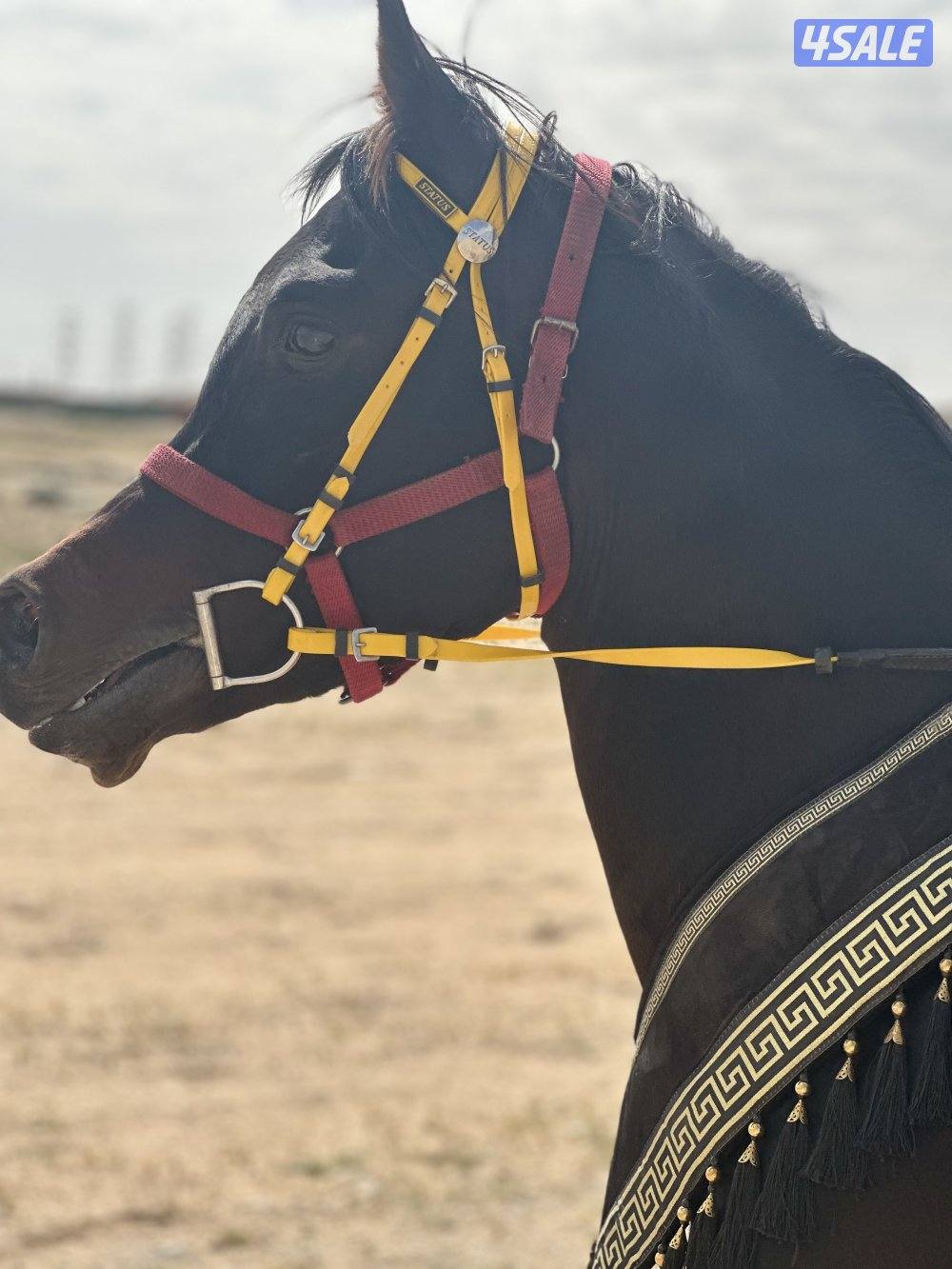 ‏للبيع حصان بولش أدهم0