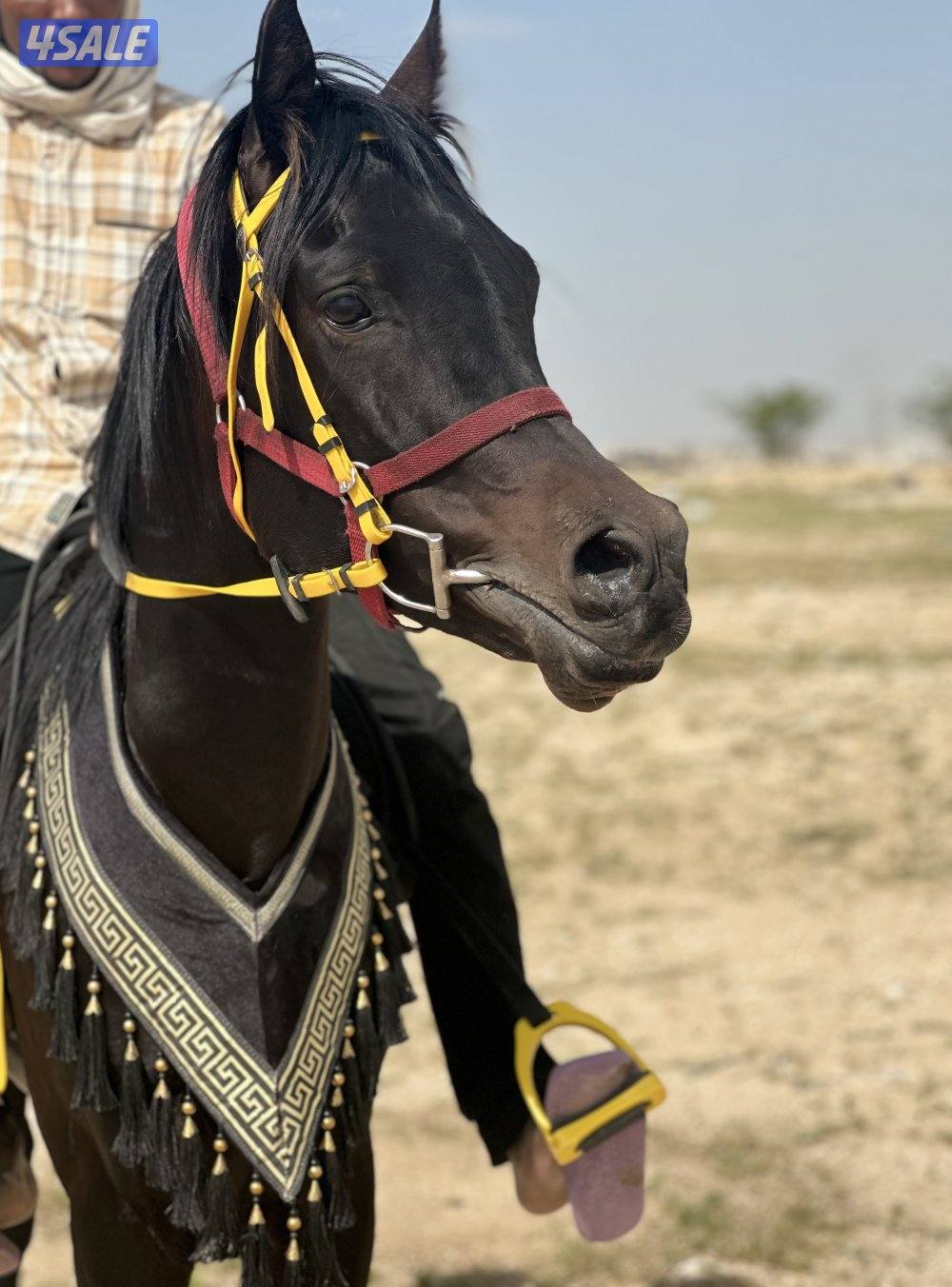 ‏للبيع حصان بولش أدهم1