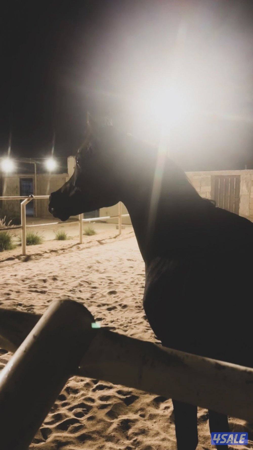 ‏للبيع حصان بولش أدهم2