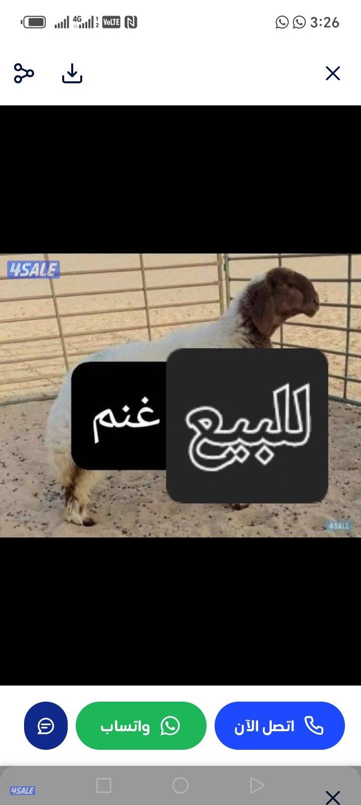 نشتري جميع انواع الحلال غنم ومعزةالعددمفتوح والدفع كاش0