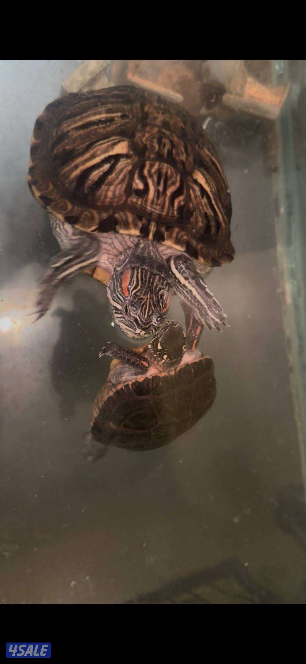 سلاحف للبيع ثلاث انواع صحتهم زينه الوان مميزه0