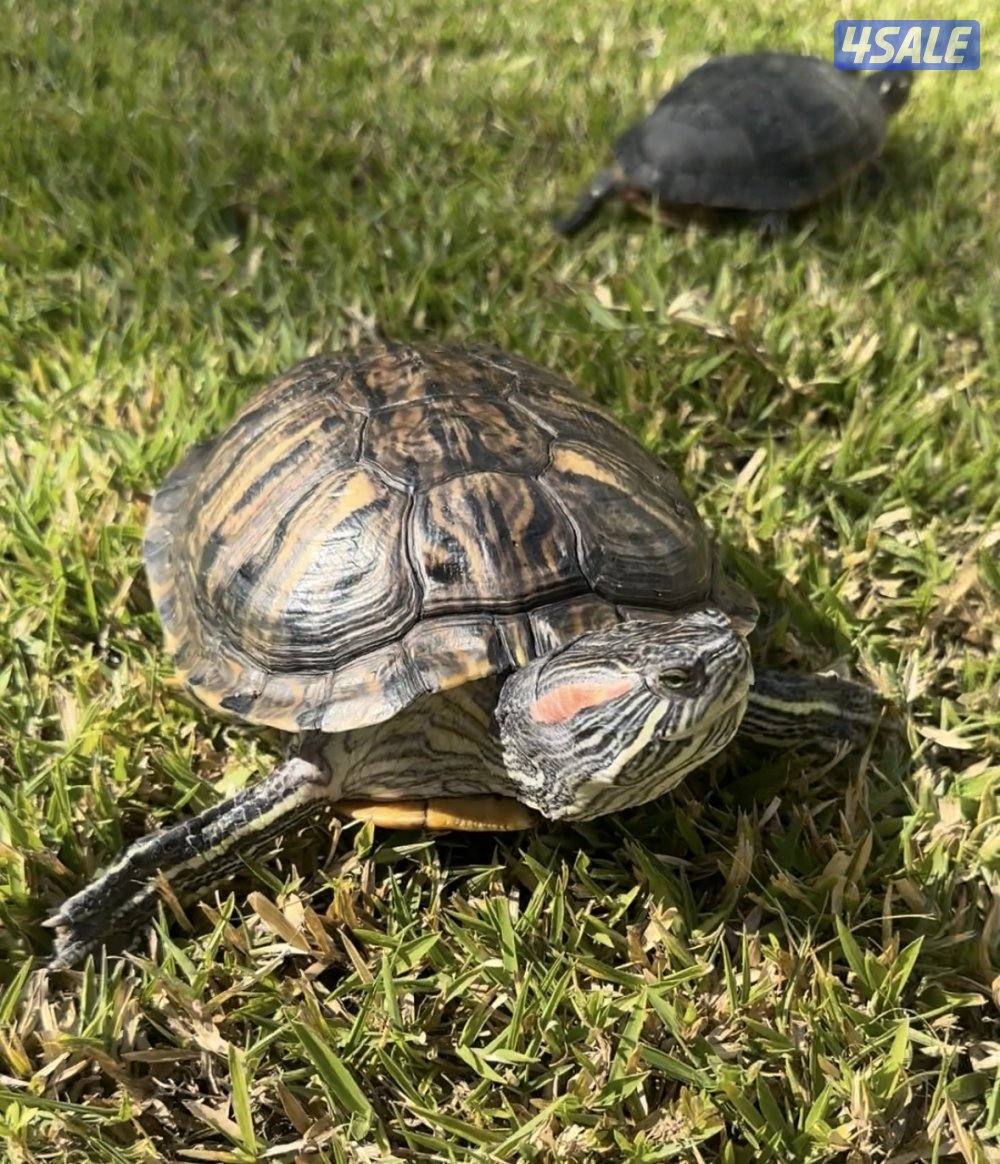 سلاحف للبيع ثلاث انواع صحتهم زينه الوان مميزه1