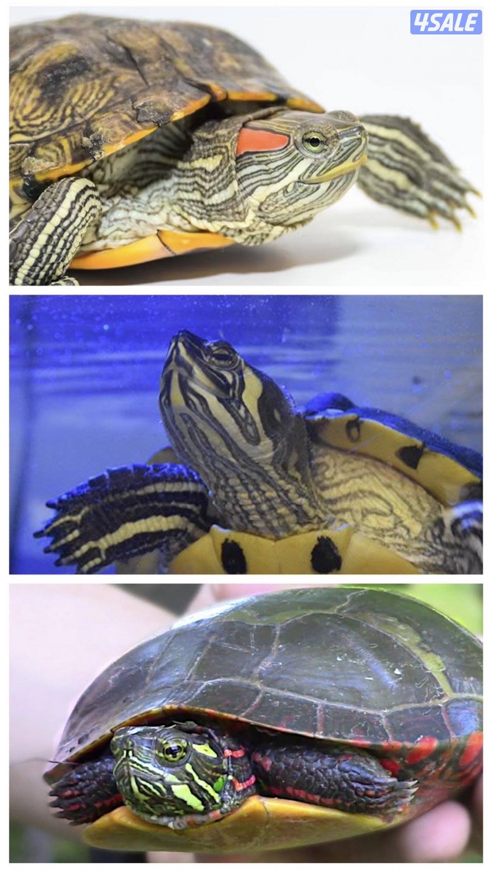 سلاحف للبيع ثلاث انواع صحتهم زينه الوان مميزه2