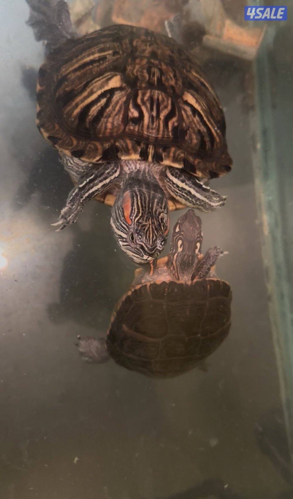 سلاحف للبيع ثلاث انواع صحتهم زينه الوان مميزه3