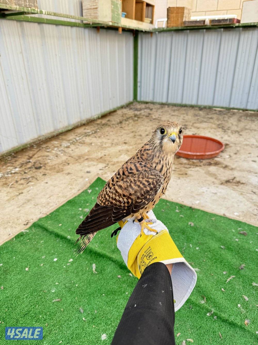 للبيع بأشق0