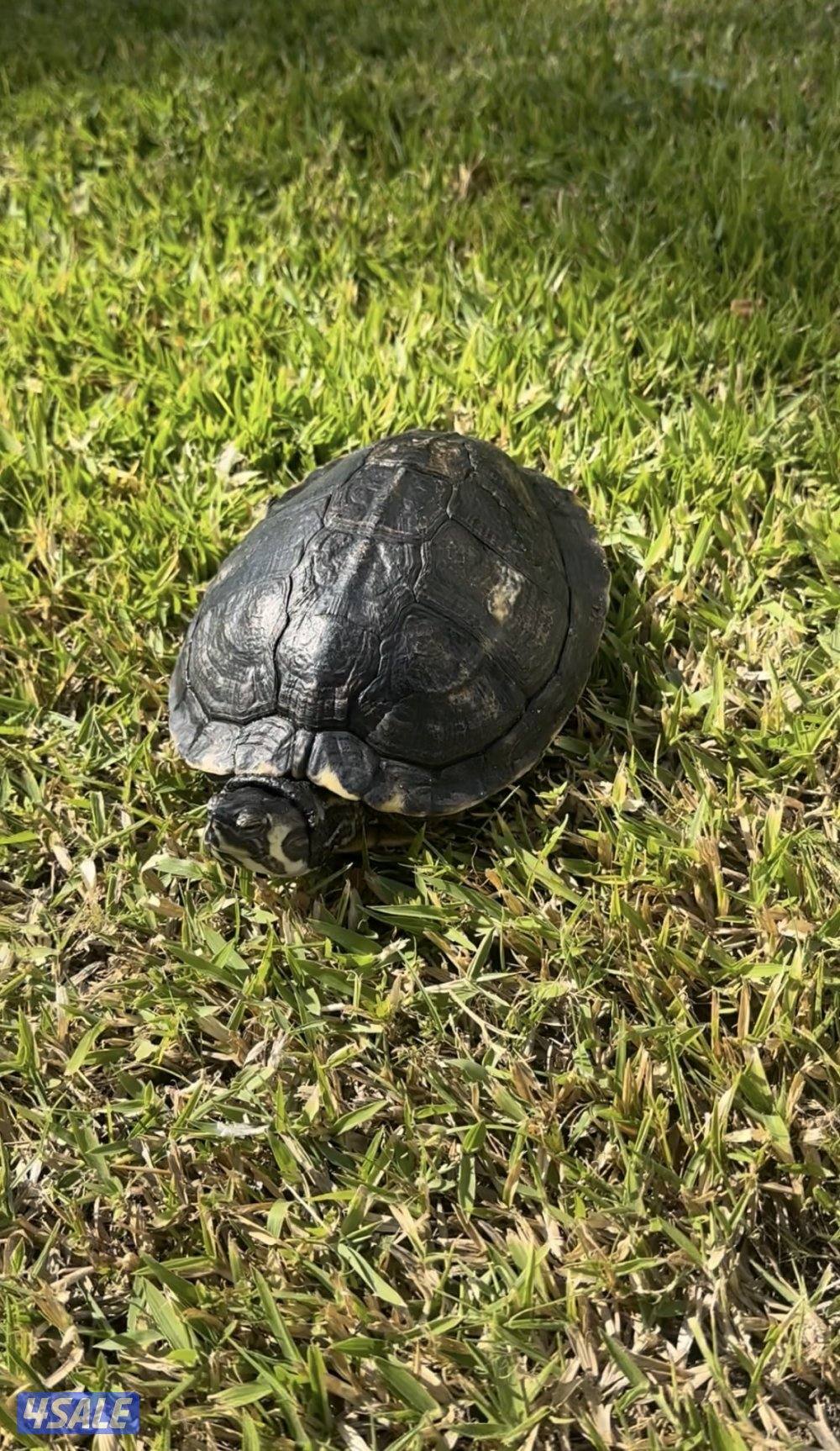 سلاحف للبيع ثلاث انواع صحتهم زينه الوان مميزه4