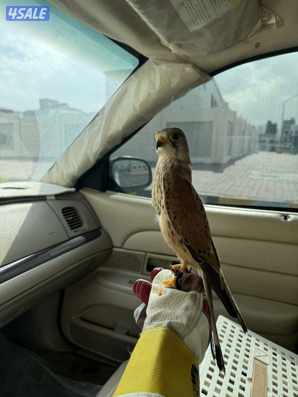 للبيع بأشق1