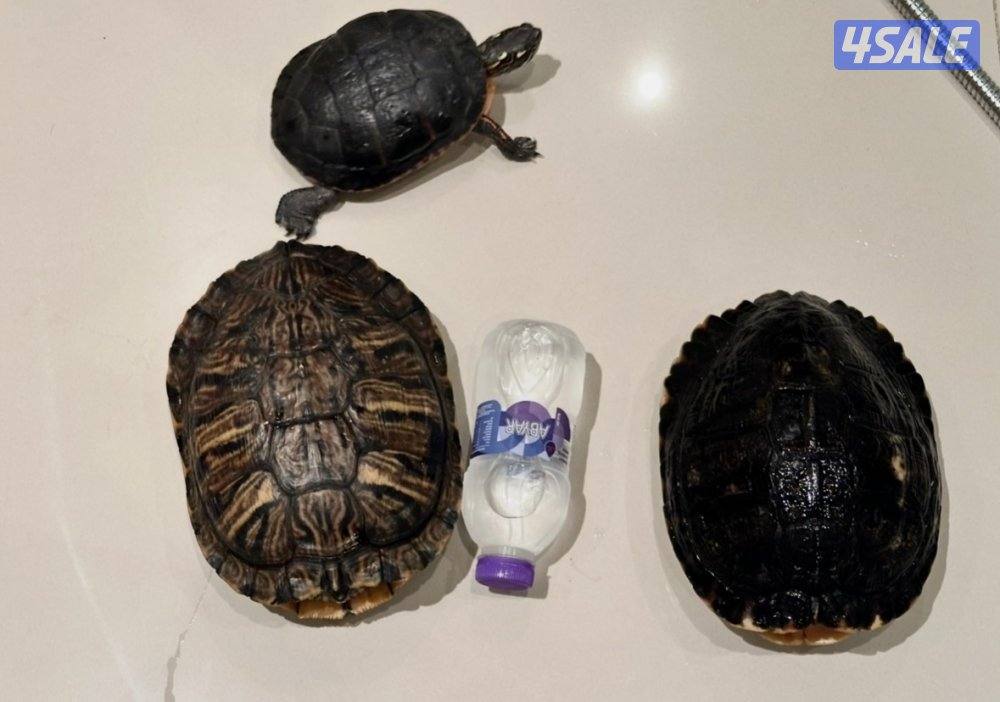 سلاحف للبيع ثلاث انواع صحتهم زينه الوان مميزه5