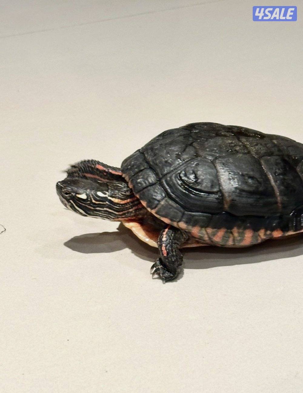 سلاحف للبيع ثلاث انواع صحتهم زينه الوان مميزه6