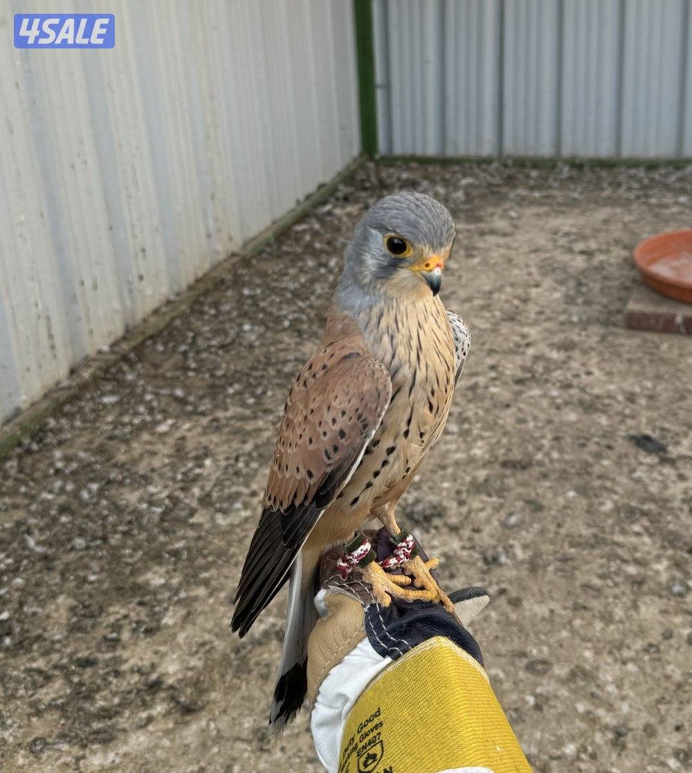 للبيع بأشق2