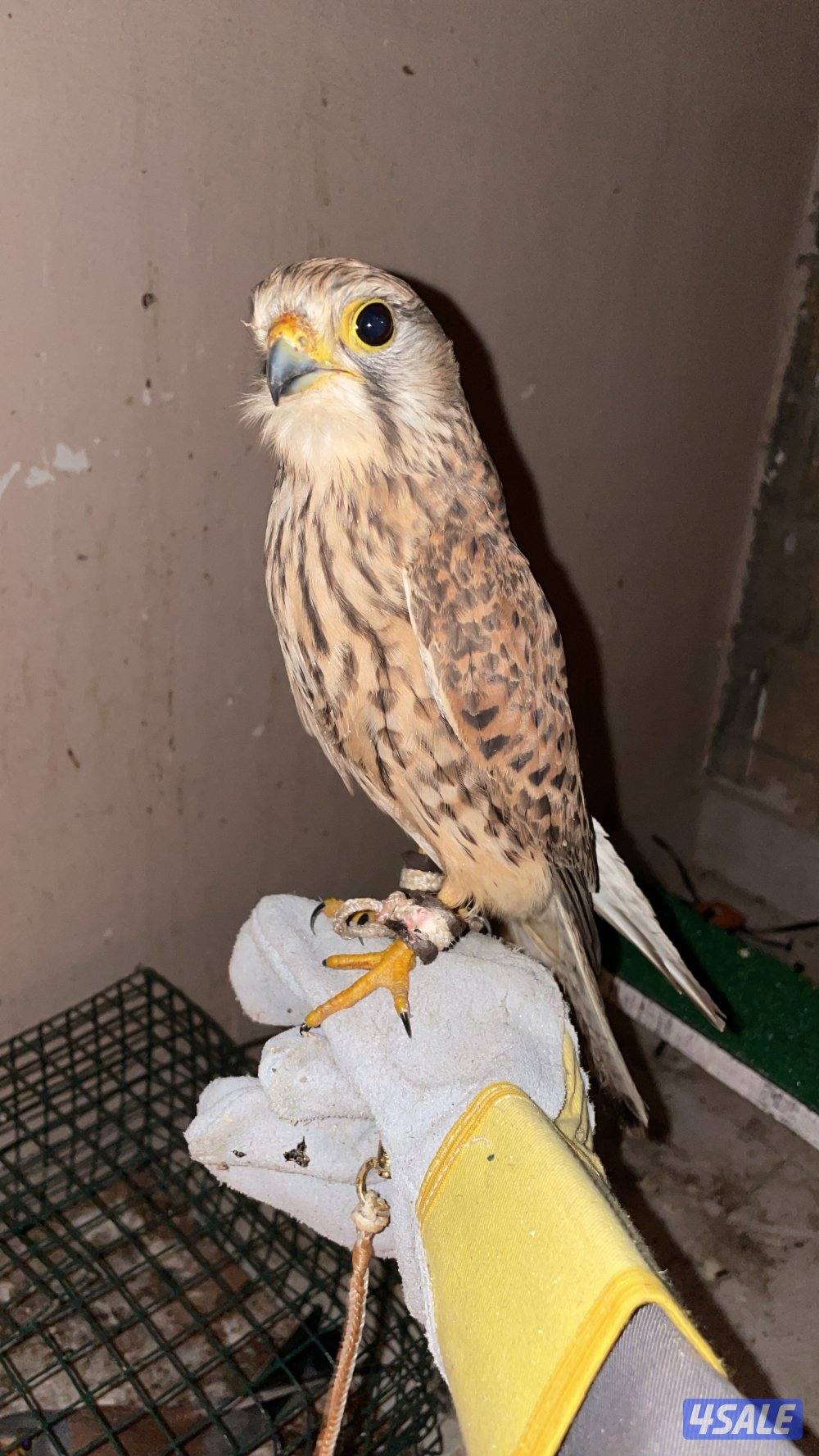 للبيع بأشق3