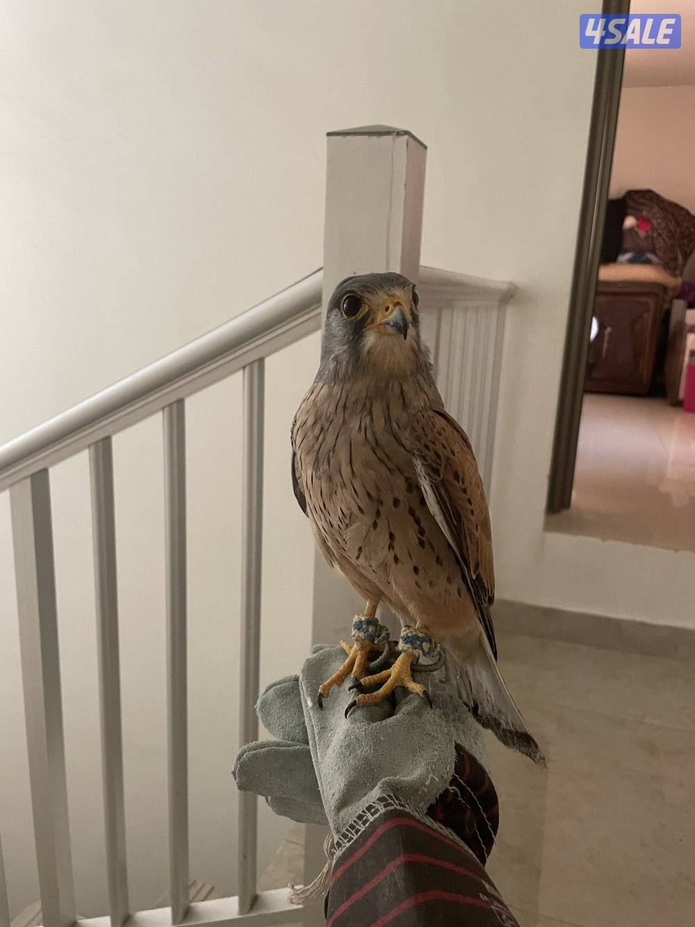 للبيع بأشق4