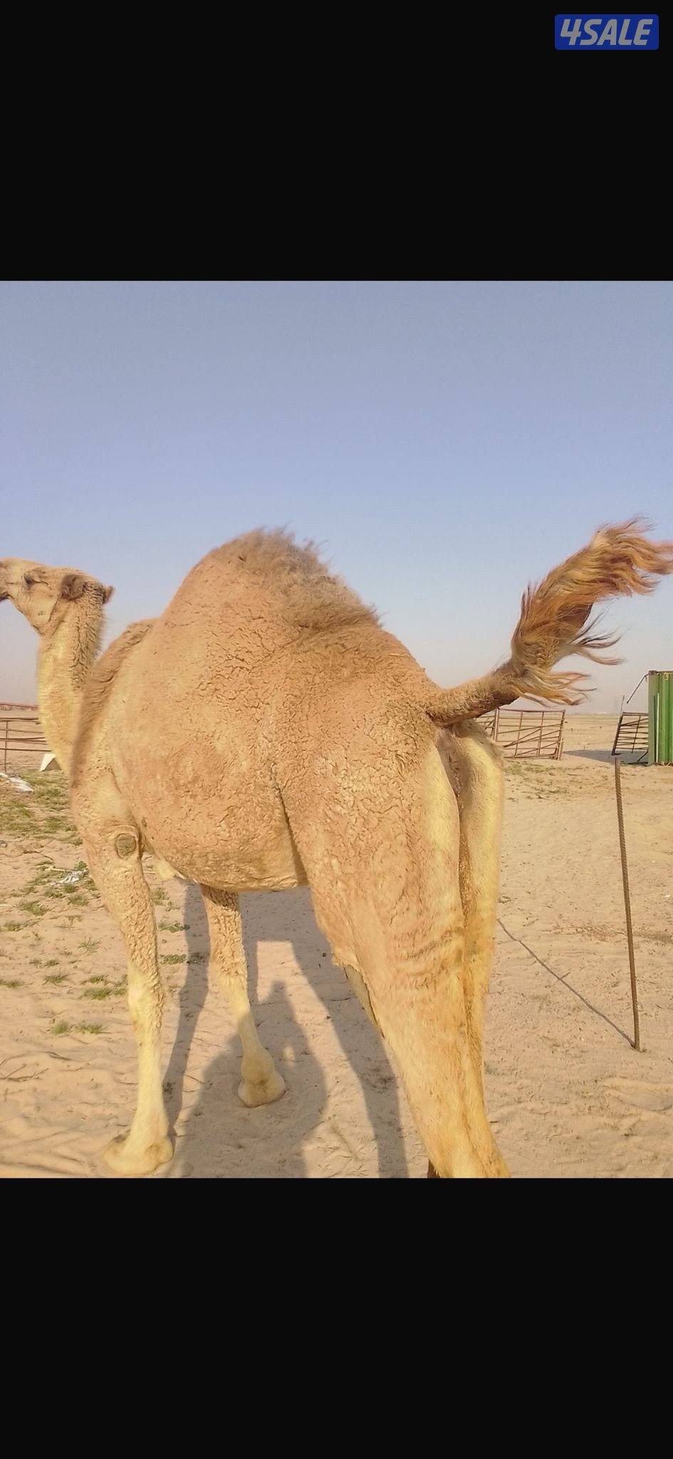 معشر اول وقت على بعير طيب0