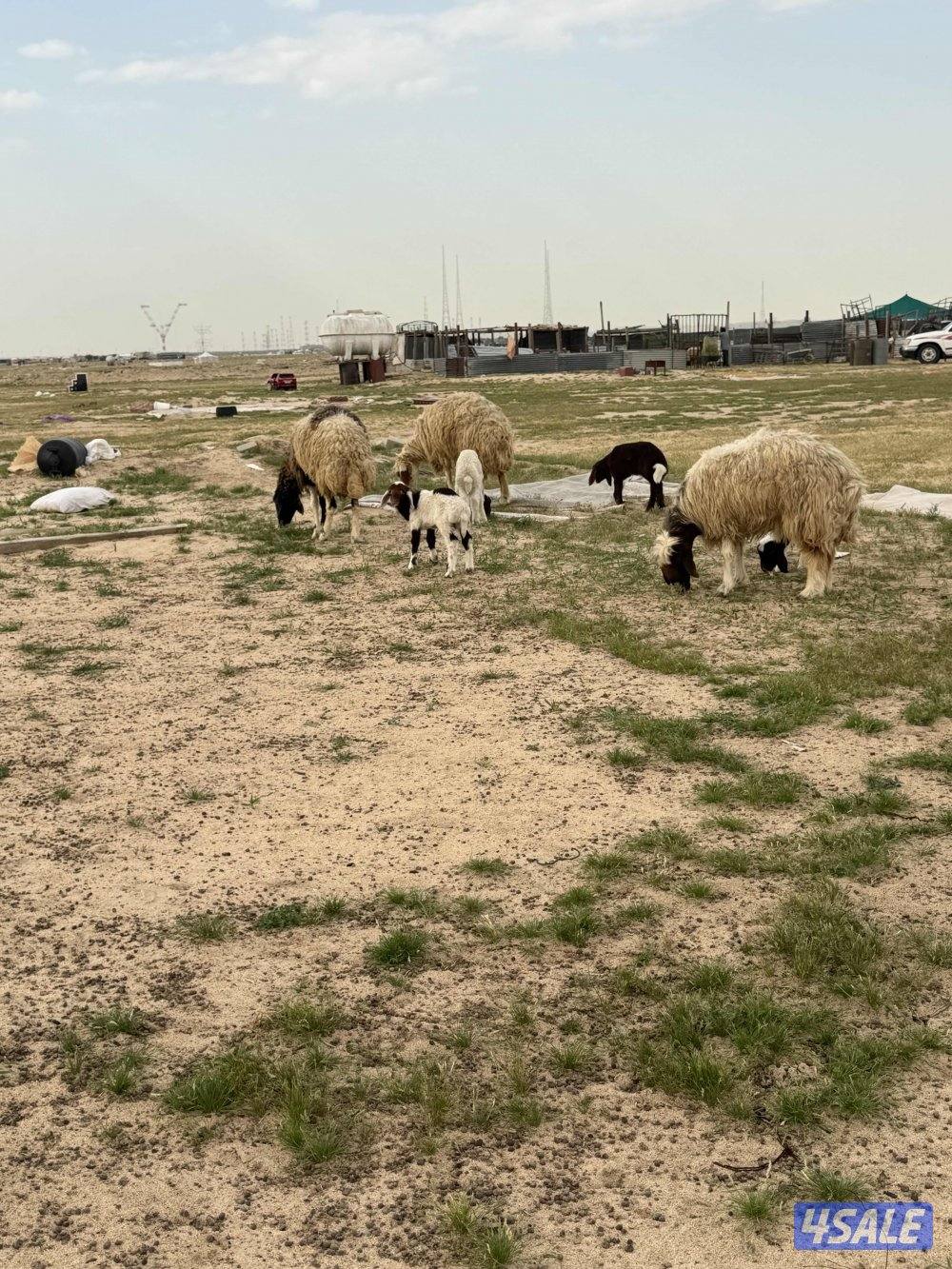 البيع مطافيل اشفاليا0