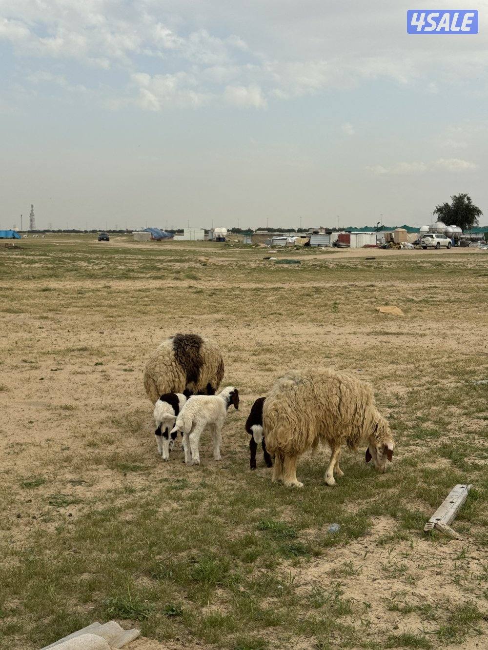 البيع مطافيل اشفاليا2