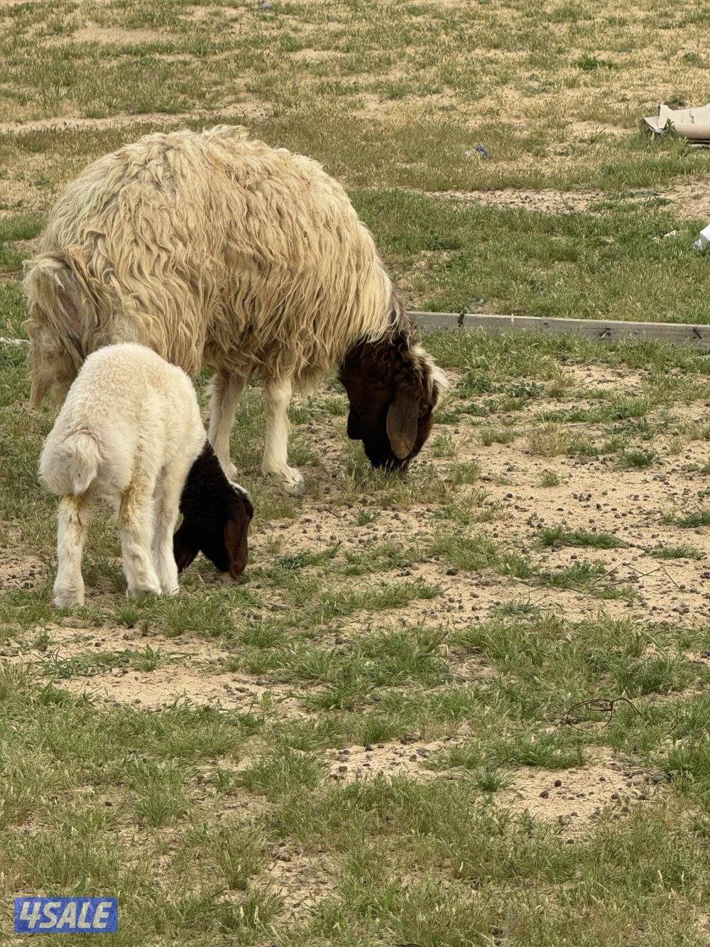 البيع مطافيل اشفاليا3