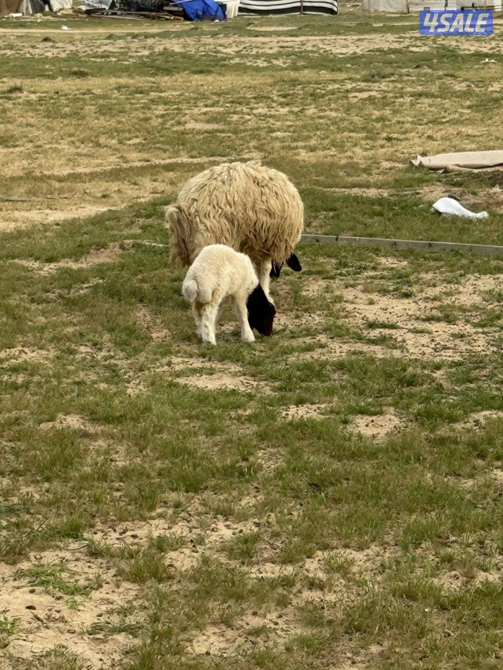 البيع مطافيل اشفاليا4