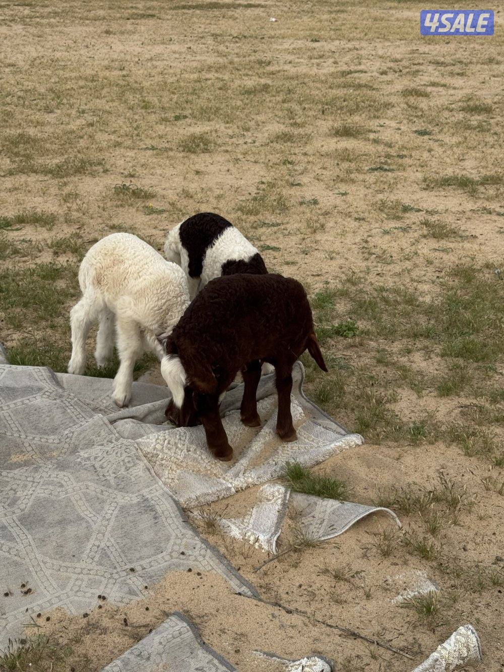 البيع مطافيل اشفاليا5