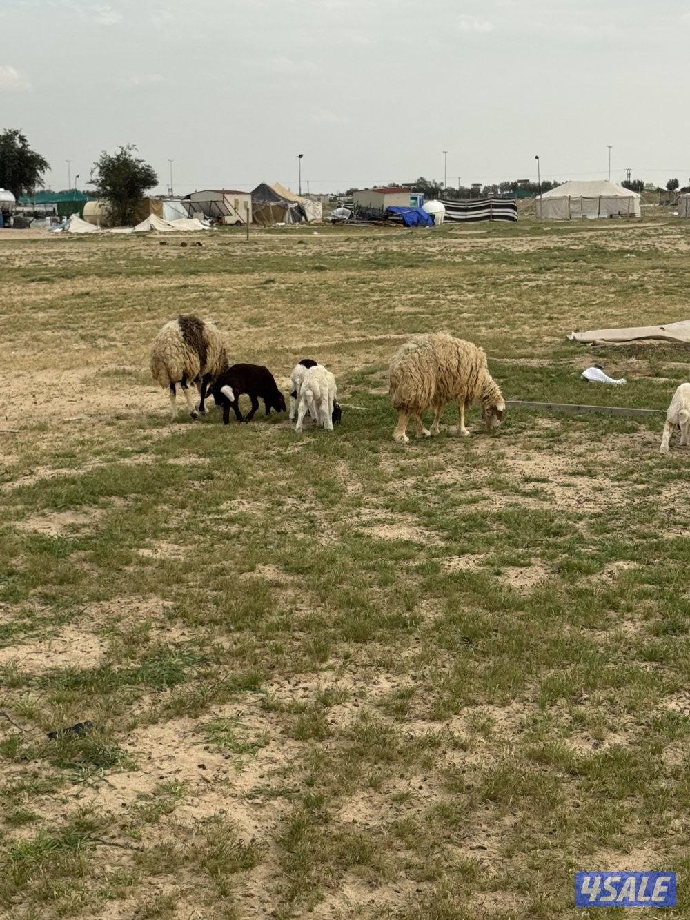 البيع مطافيل اشفاليا6