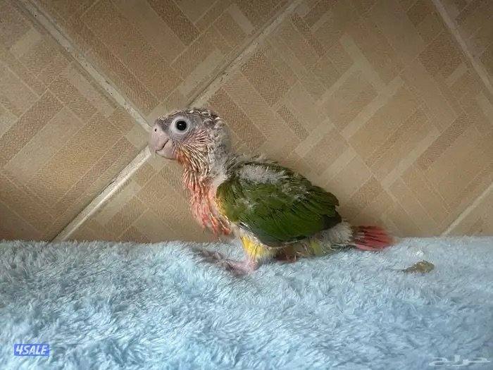 مطلوب فرخ كنيور تبني او بيع1