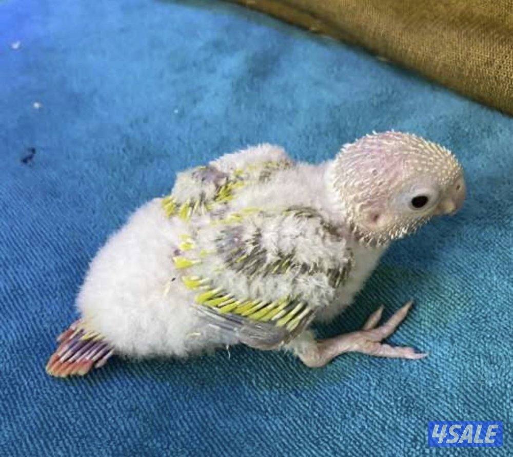 مطلوب فرخ كنيور تبني او بيع2