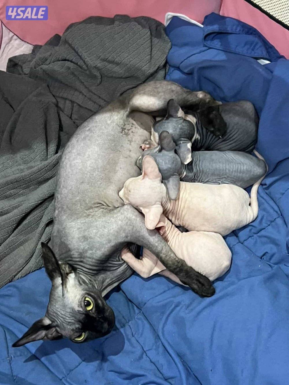 Sphynx kittens0