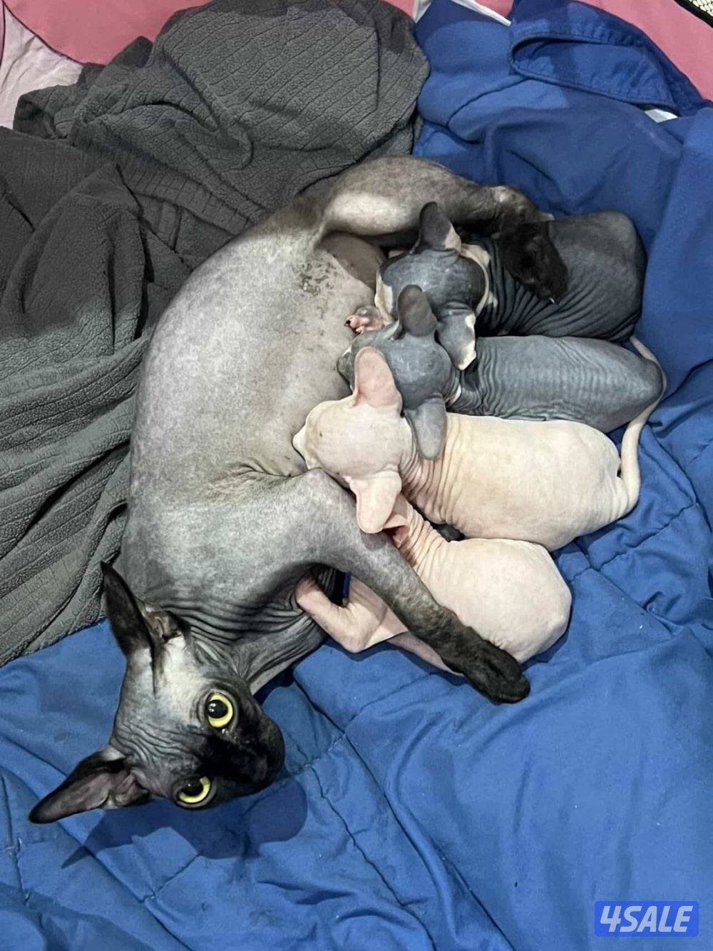 Sphynx kittens1