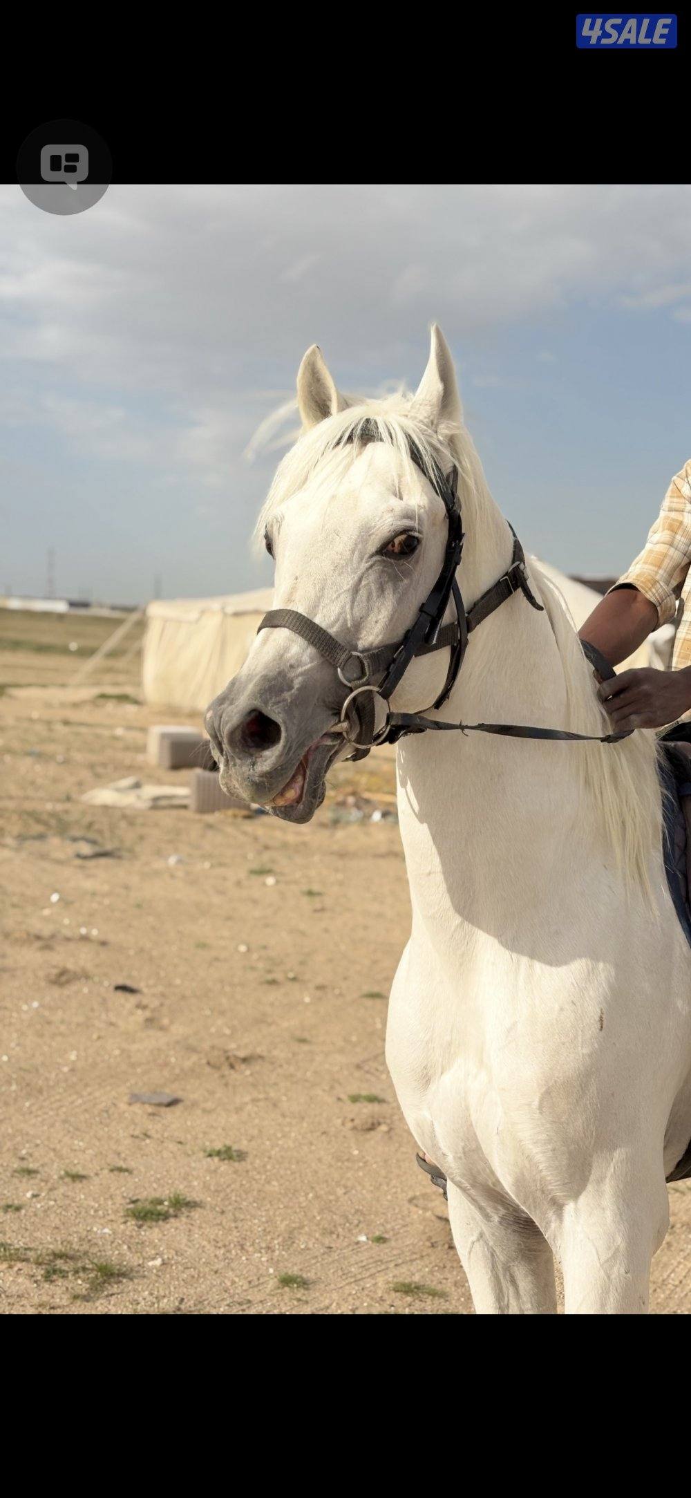 للبيع حصان مصري خياله0
