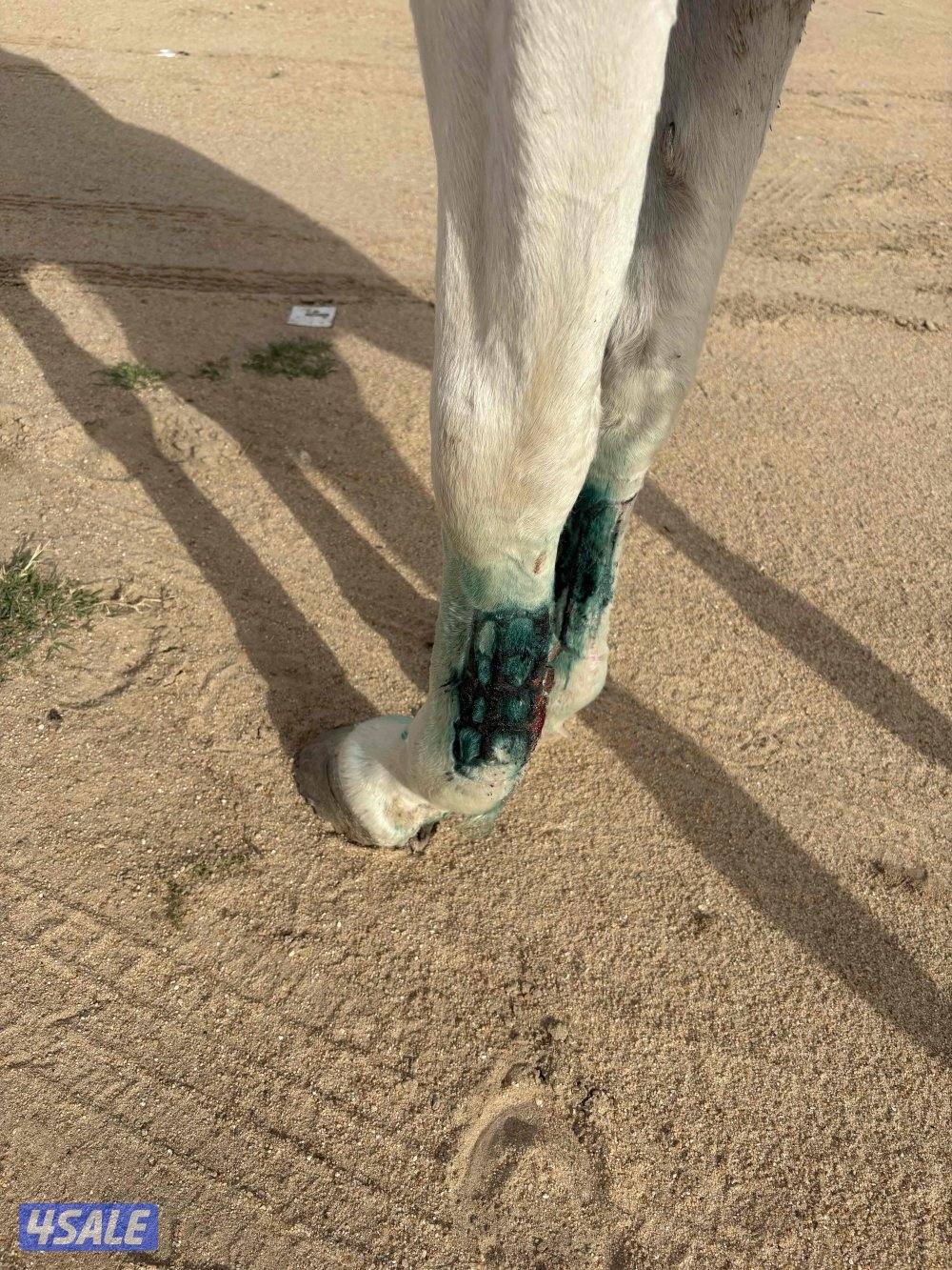 للبيع حصان مصري خياله1