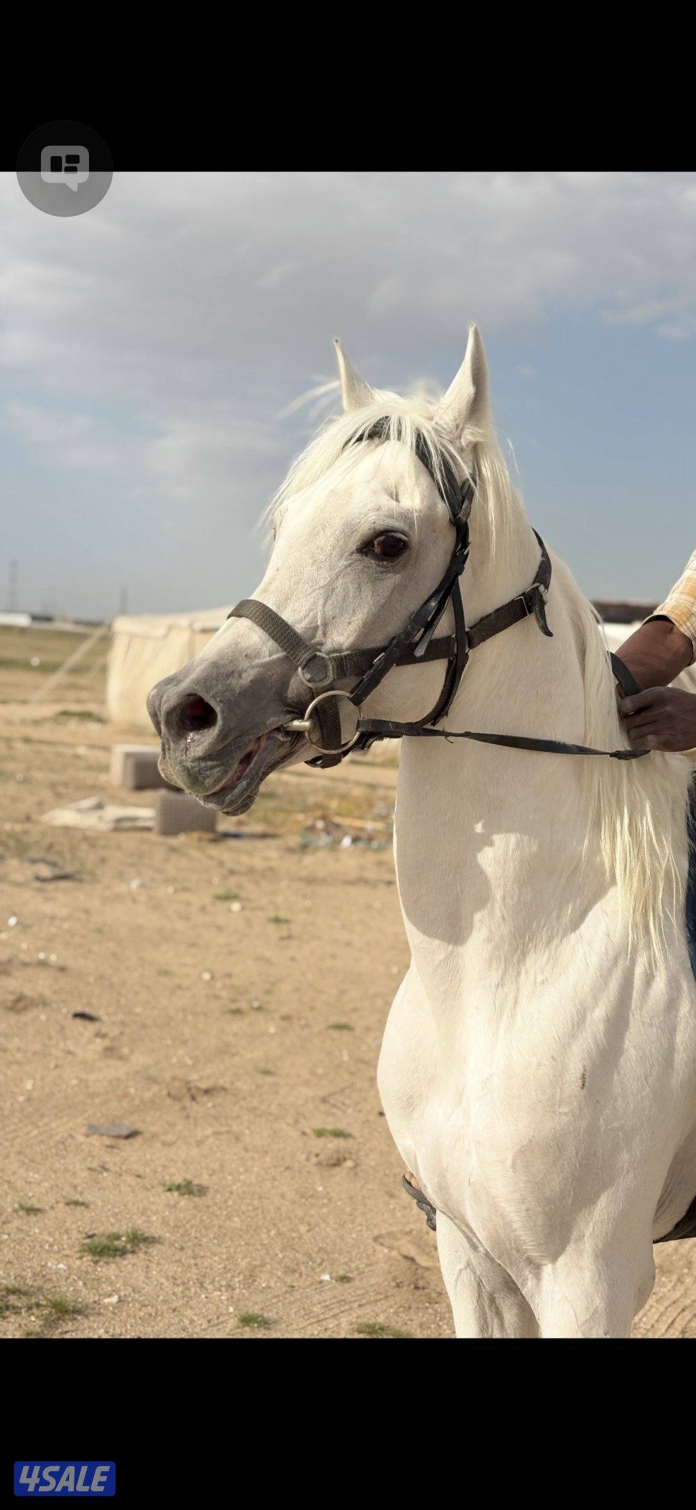 للبيع حصان مصري خياله2