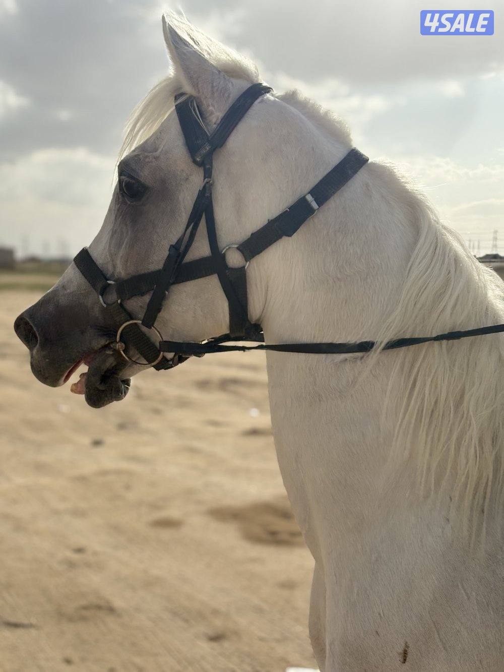 للبيع حصان مصري خياله3
