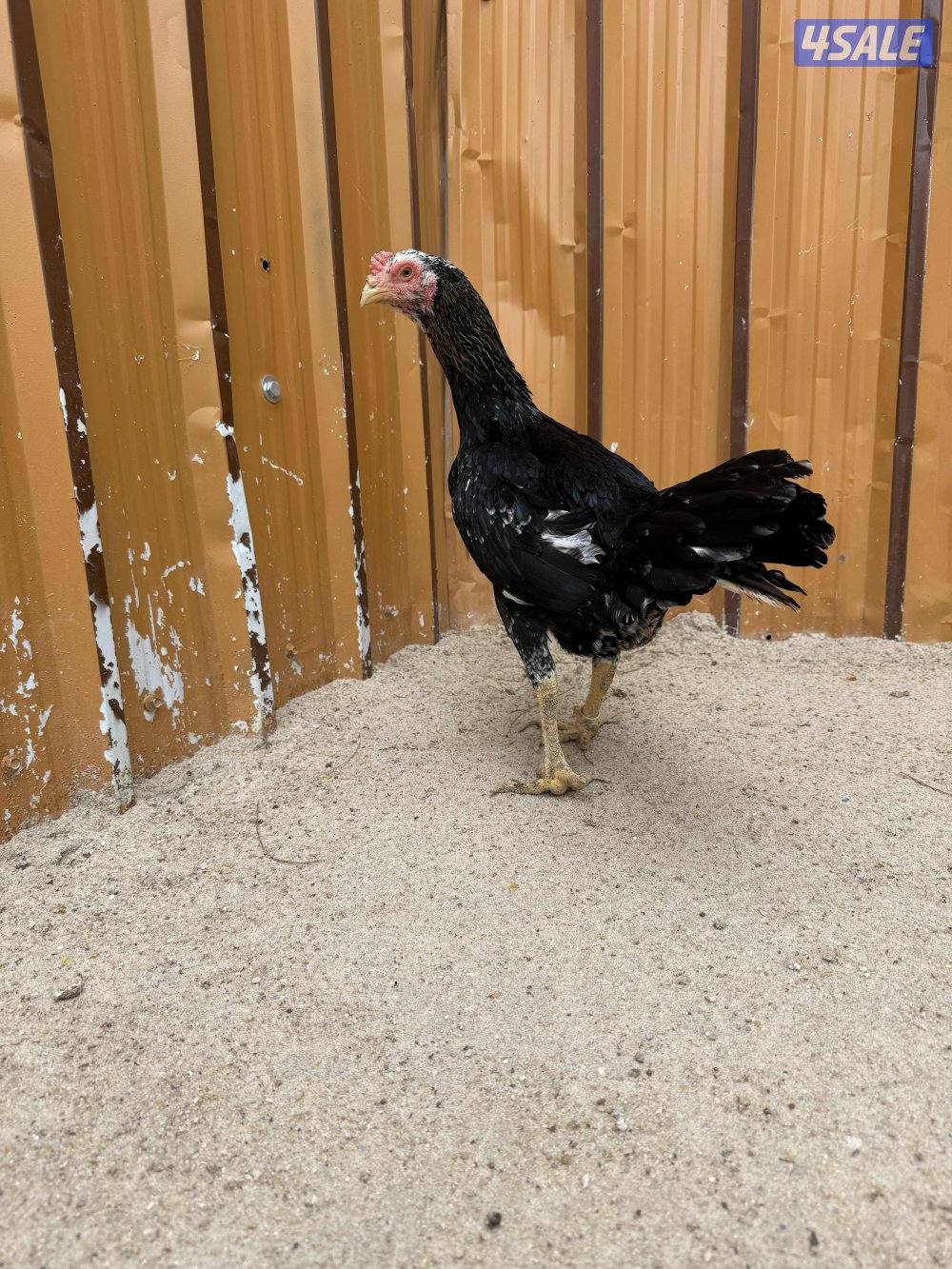 تايلندي / شانجرا / شامو1