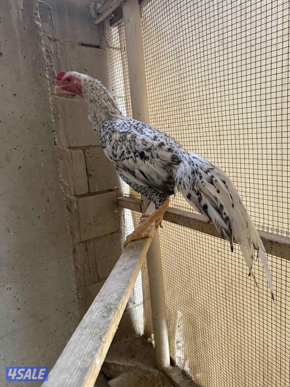 تايلندي / شانجرا / شامو7