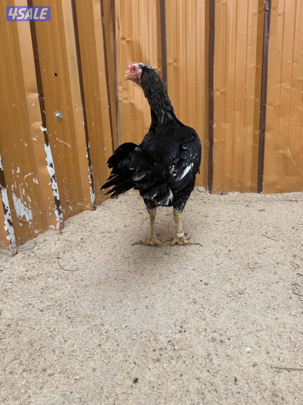 تايلندي / شانجرا / شامو8