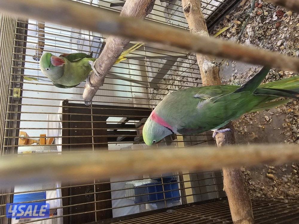 يوز نيبالي منتج0