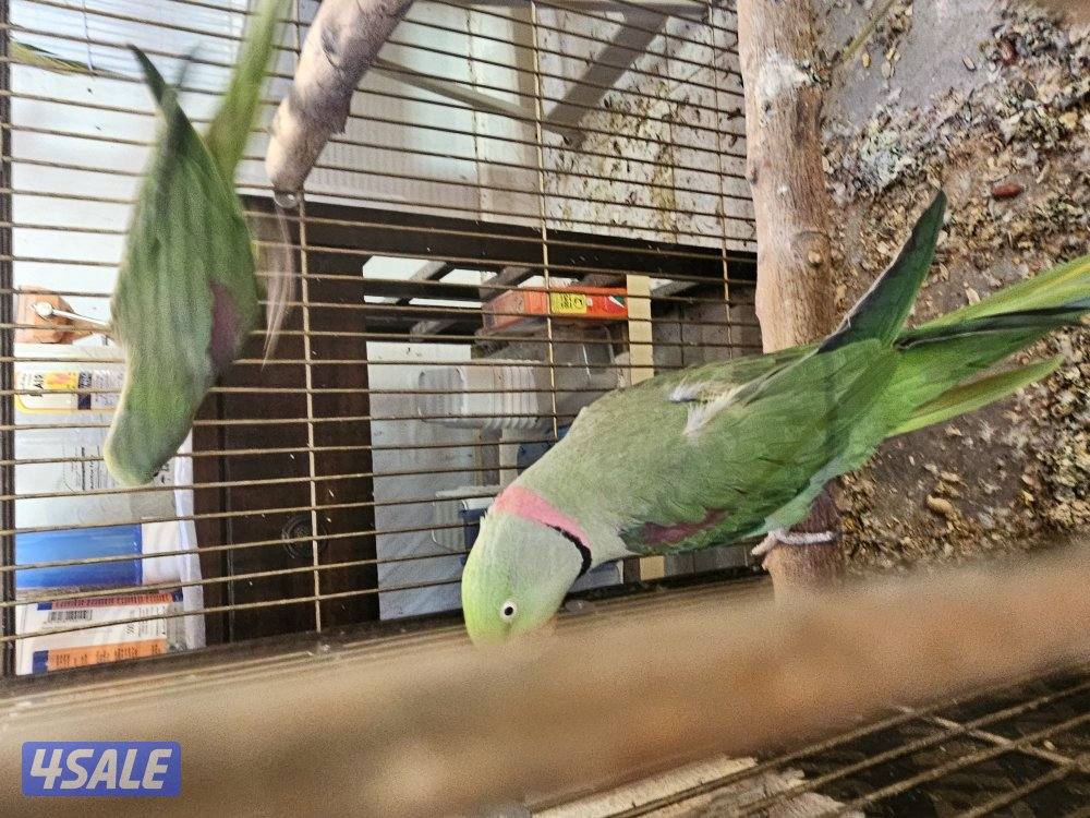 يوز نيبالي منتج1