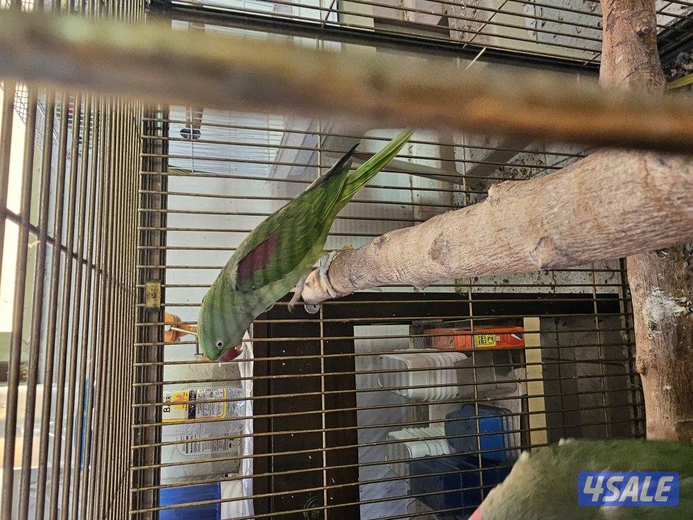 يوز نيبالي منتج2