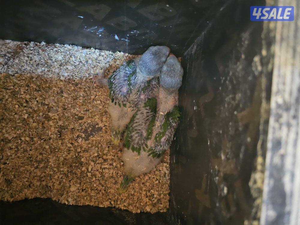 يوز نيبالي منتج3