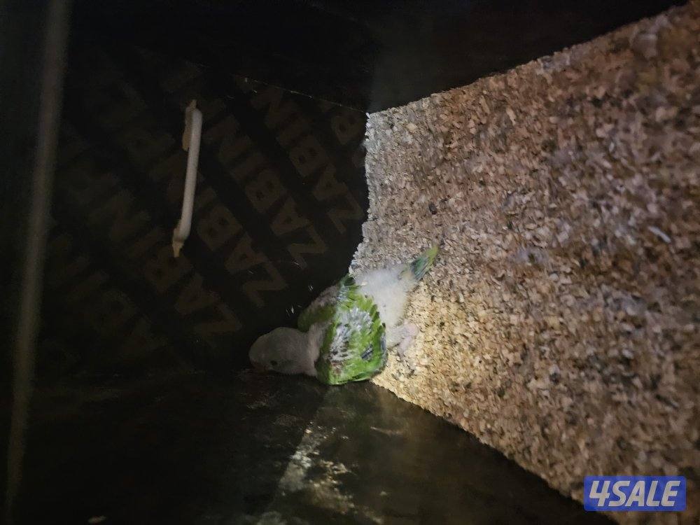 يوز نيبالي منتج5