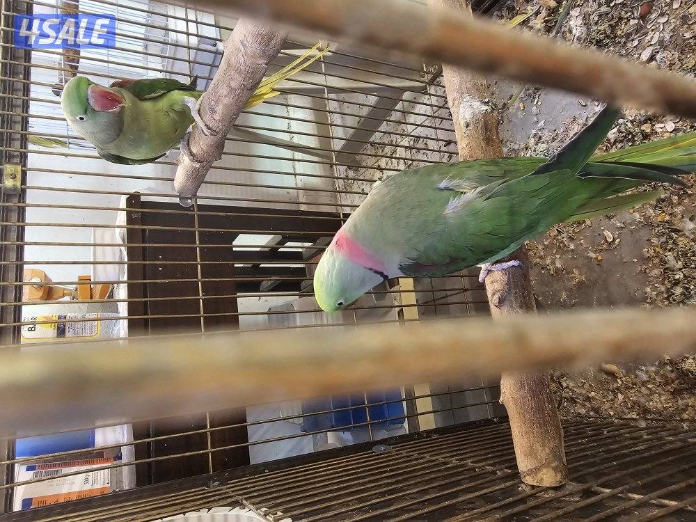 يوز نيبالي منتج6