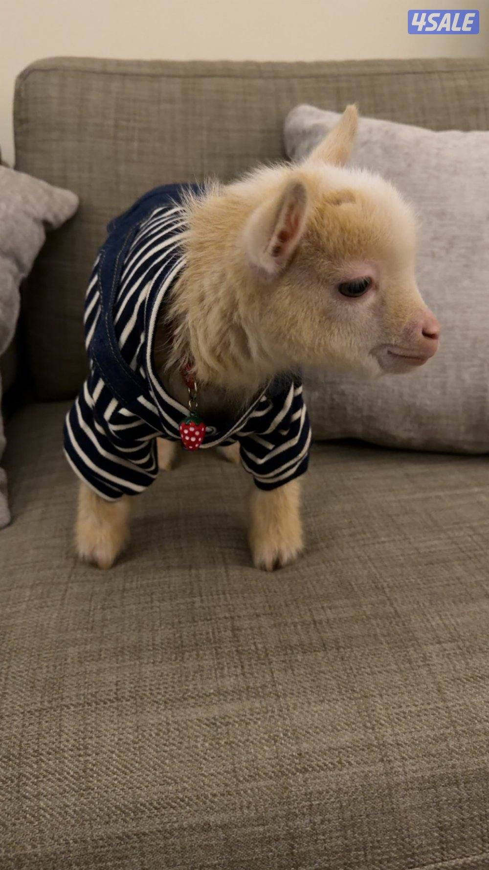 ماعز قزم مع كامل اغراضه0