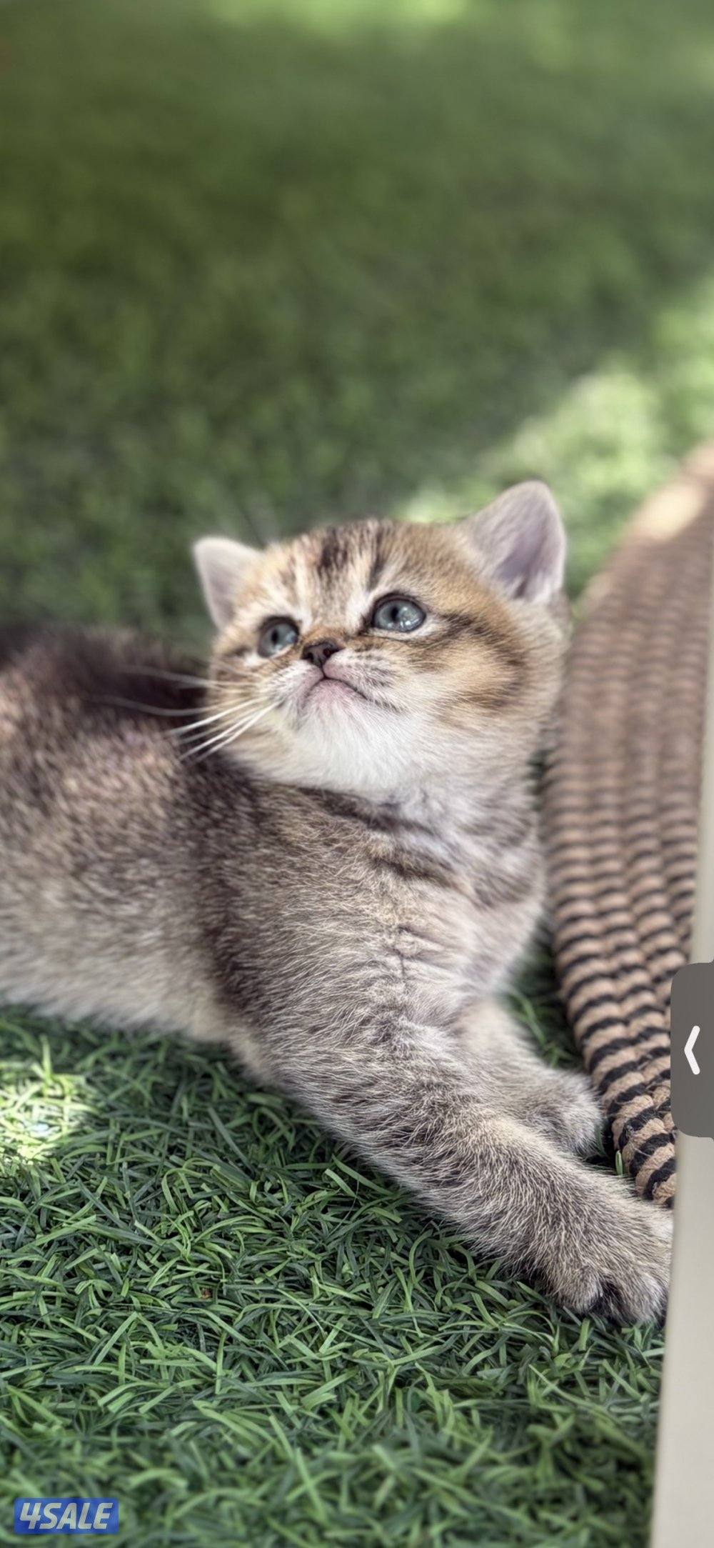 كتن بريتش بيورر🐾0