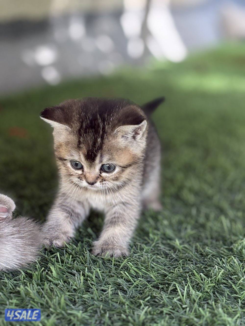 كتن بريتش بيورر🐾2