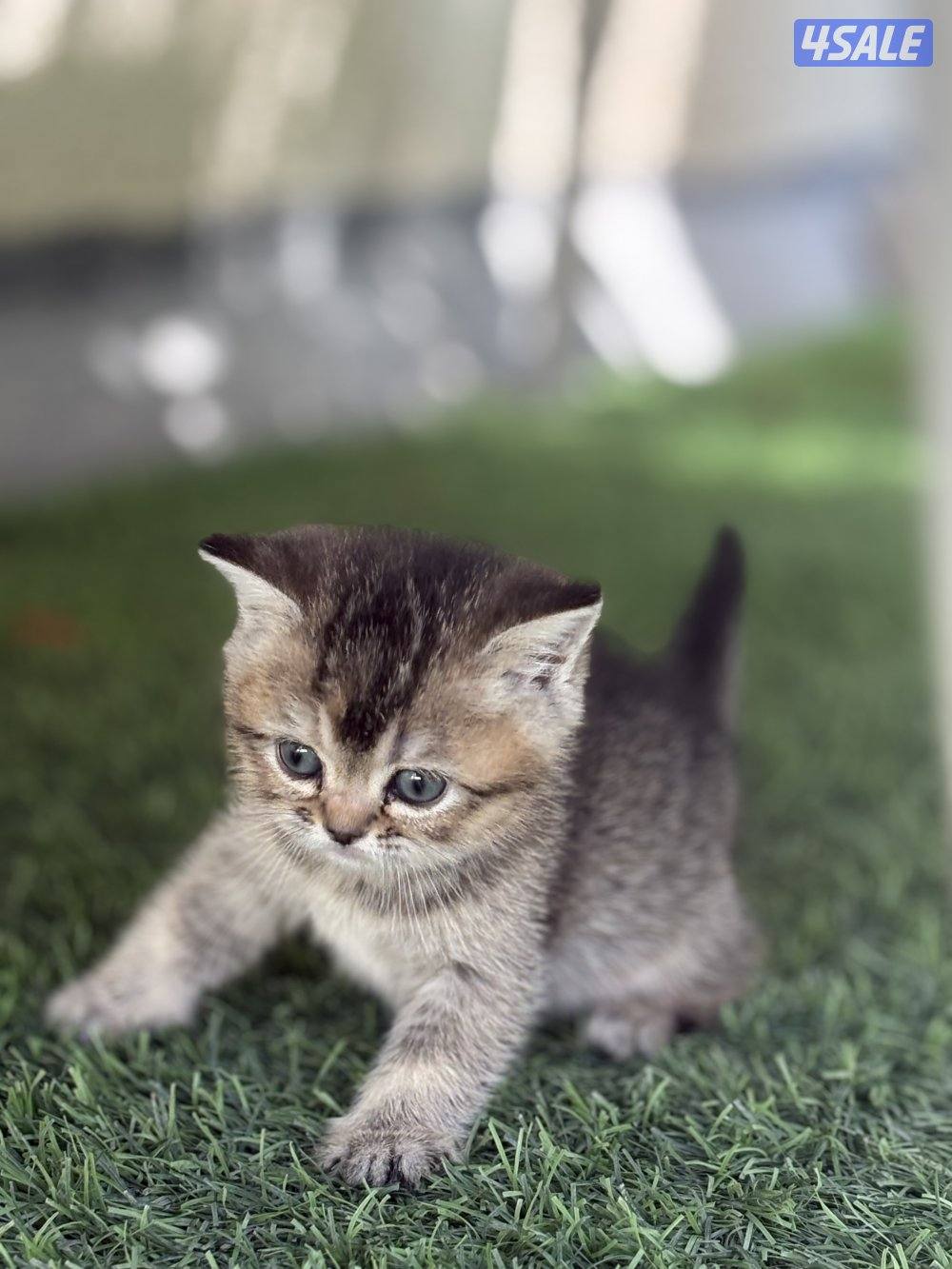 كتن بريتش بيورر🐾3