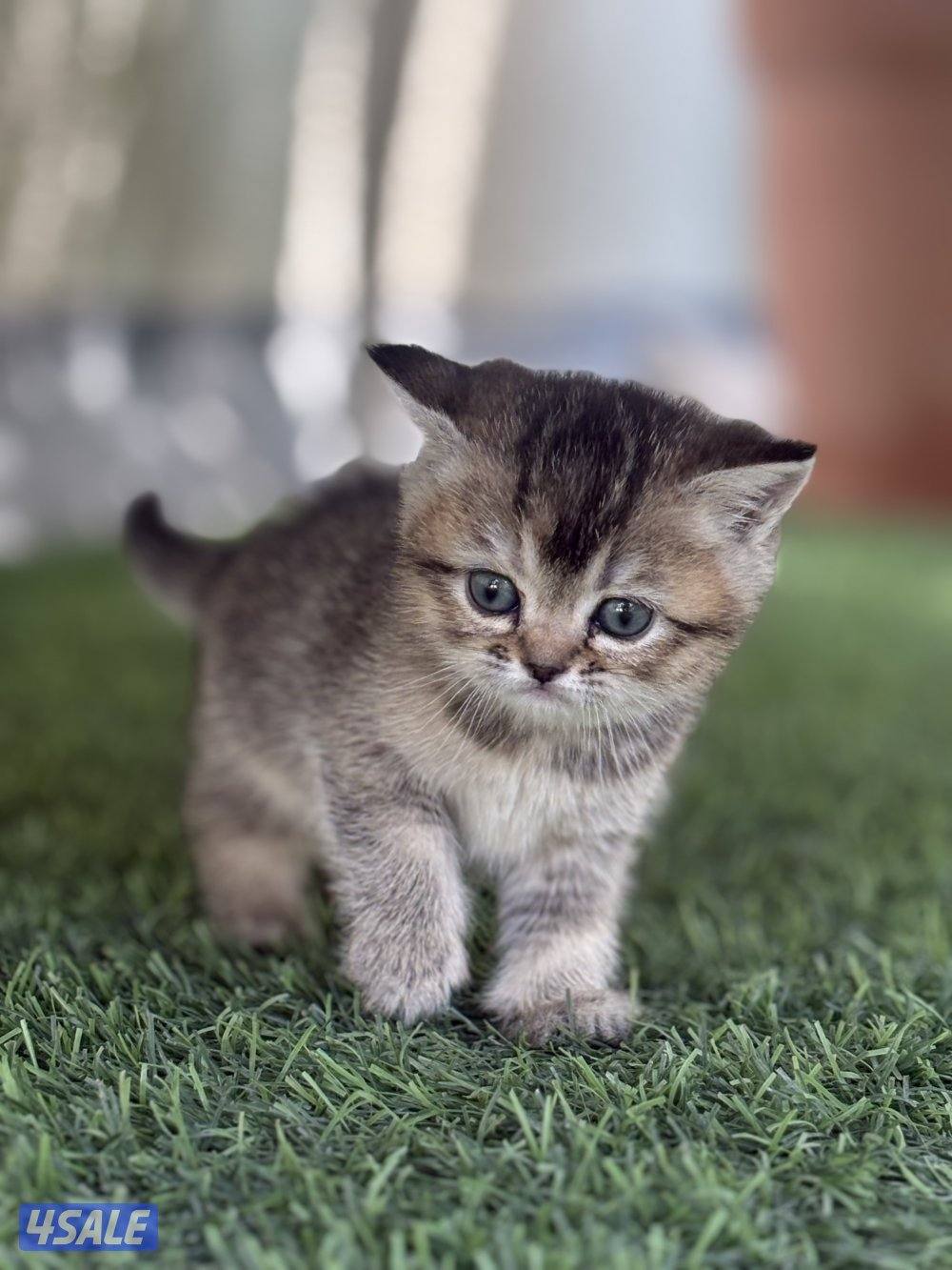 كتن بريتش بيورر🐾4